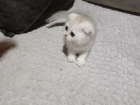 Scottish fold silver erkek bebeğimiz