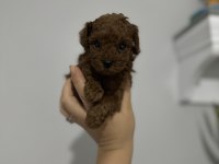 Anne baba tecaup dark redbrown tecaup erkek poodle muhteşem