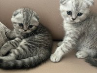 1.5 aylık sağlıklı ve oyuncu scottish fold yavrular