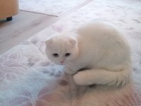 Scottish fold 2 aylık yavru