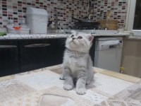 British short hair ve scottish fold