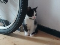 Yavru kedi 7 haftalık