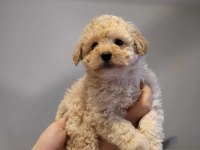 Mükemmel Kalitedeki Toy Poodle Yavrularımız