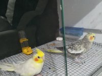 Sultan Papağanı Lutino ve Pearl Yavru Garantili
