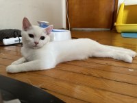 British ve Scottish Shorthair Erkek Beyaz Yavrular