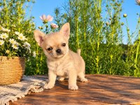 MİKRO TEACUP BOY XXSMALL MÜKEMMEL ERKEK YAVRU ŞİVAVA
