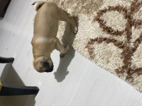 2,5 aylık pug a kalite