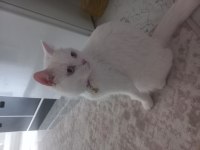 Kayseri için British Shorthair