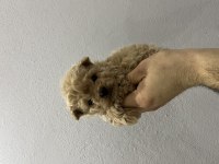Micro Toy Poodle Tr