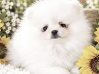 Pomeranian Boo Yavru Kayseriden