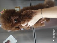 KORE POODLE BEBEKLERİ