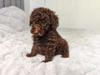 Çıkolatalı Toy Poodle Bebekler