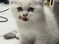 Koca kafa orijinal british shorthair yavrularım
