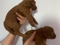 Anne altından, ırk garantili red brown poodle