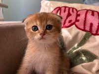 Golden scottish fold yavrular