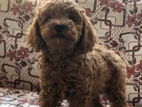 Toy poodle dişi yavru