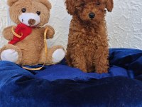 ŞİRİN KALİTELİ ORJİNAL TOY POODLE YAVRULAR