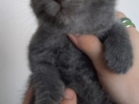 British shorthair bebeklerime güzel yuva arıyorum