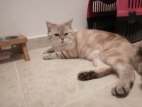 British shorthair silver sahiplendirilecektir