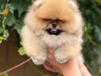 POMERANİAN BOO YAVRUMUZ