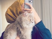 British longhair 1 yaşında erkek
