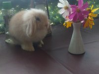 Satılık Lop Tavşanları
