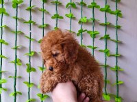 Ev Doğumu Red ve Red Brown Toy Poodle Bebekler