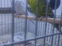Sow Jumbo muhabbet kuşu