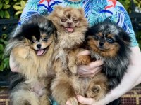 Pomeranian yetişkin dişi en uygun