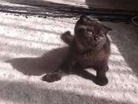 Çikolata Scottish Fold Bebeğim