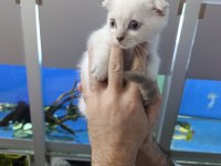 55 günlük iki erkek bir dişi scottish fold yavrular