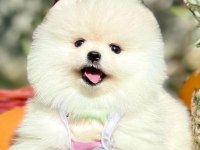 Pomeranian boo yavrular