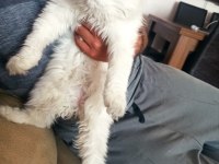 Beyaz prens scottish fold yuva arıyor