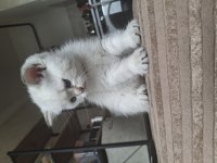 Safkan ve Sevecen British Shorthair Bebişler