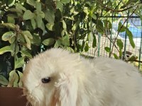 Orjinal Cüce Dwarf Hollanda Lop Ve Teddy Lop Tavşanlarımız
