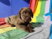 Üreticiden A Plus Kalite Labrador Yavruları