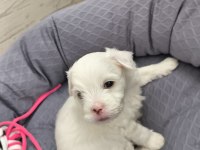 2 AYLIK MALTİPOO SIFIR NUMARA