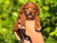 Teslime Hazır Maltipoo Köpekler
