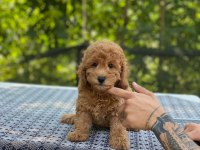 En micro poodle en özeli benim olsun isteyenlere