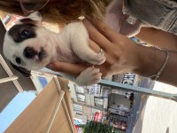 Yavru jack russell