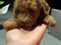 Toy poodle kg garantili