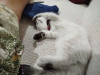 British blue point yavru kedimiz