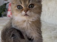 British shorthair golden yeşil göz dişi yavru