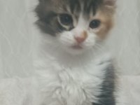 Maine coon dişi yavru 2 aylık