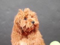 14 şubat doğumlu maltipoo oğlumuz
