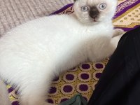 Scottish fold çikolata point