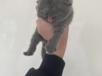 Ayı kafa scottish fold yavrular