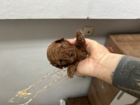 Toy poodle kore kan yavrular