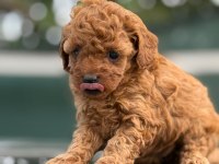 Küçük poodle prensler ve prensesler