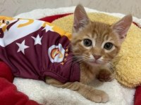 ERKEK KARDEŞ KEDİMİZE ACİL SICAK VE KALICI YUVA